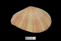 藏品(日光櫻蛤)的圖片